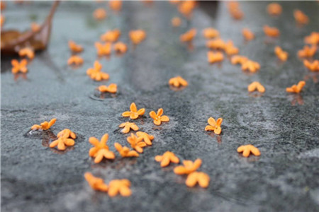 广东省自考本科和专升本的区别?