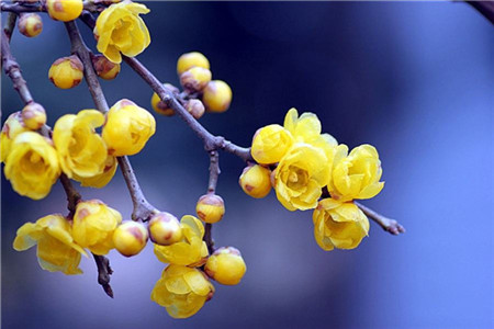 广东自考专科和本科的区别是什么?